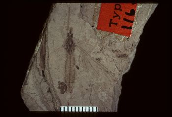 Media type: image;   Entomology PALE-1168 Aspect: full